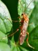 Tenthredopsis nassata
